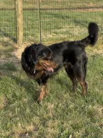 Bruticus, a male Golden Mountain Dog for sale in Russell Springs, KY – Photo 3 of 3