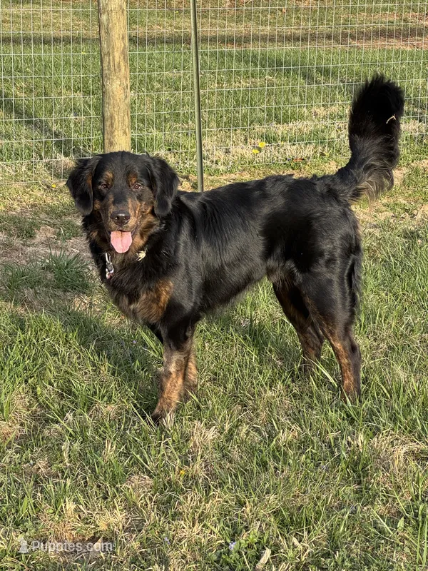 Bruticus – Golden Mountain Dog puppy for sale in Russell Springs, KY