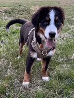 Espresso, a female Bernese Mountain Dog for sale in Russell Springs, KY – Photo 10 of 10