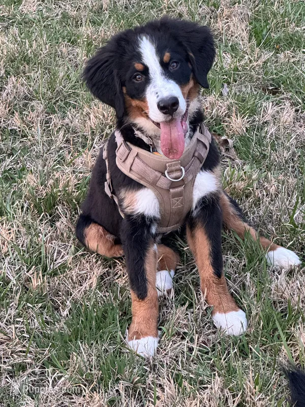 Espresso – Bernese Mountain Dog puppy for sale in Russell Springs, KY
