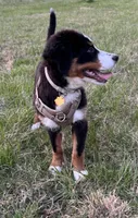 Espresso, a female Bernese Mountain Dog for sale in Russell Springs, KY – Photo 8 of 10