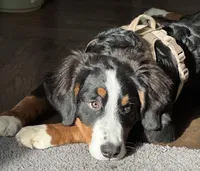 Espresso, a female Bernese Mountain Dog for sale in Russell Springs, KY – 1 of 10
