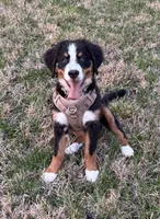 Espresso, a female Bernese Mountain Dog for sale in Russell Springs, KY – Photo 4 of 10