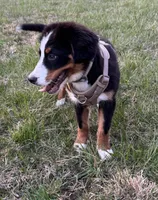 Espresso, a female Bernese Mountain Dog for sale in Russell Springs, KY – Photo 9 of 10