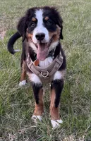 Espresso, a female Bernese Mountain Dog for sale in Russell Springs, KY – Photo 6 of 10