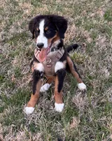 Espresso, a female Bernese Mountain Dog for sale in Russell Springs, KY – Photo 3 of 10