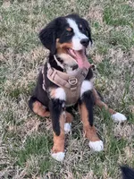 Espresso, a female Bernese Mountain Dog for sale in Russell Springs, KY – Photo 2 of 10