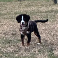 Espresso, a female Bernese Mountain Dog for sale in Russell Springs, KY – Photo 5 of 10