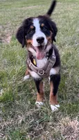 Espresso, a female Bernese Mountain Dog for sale in Russell Springs, KY – Photo 7 of 10