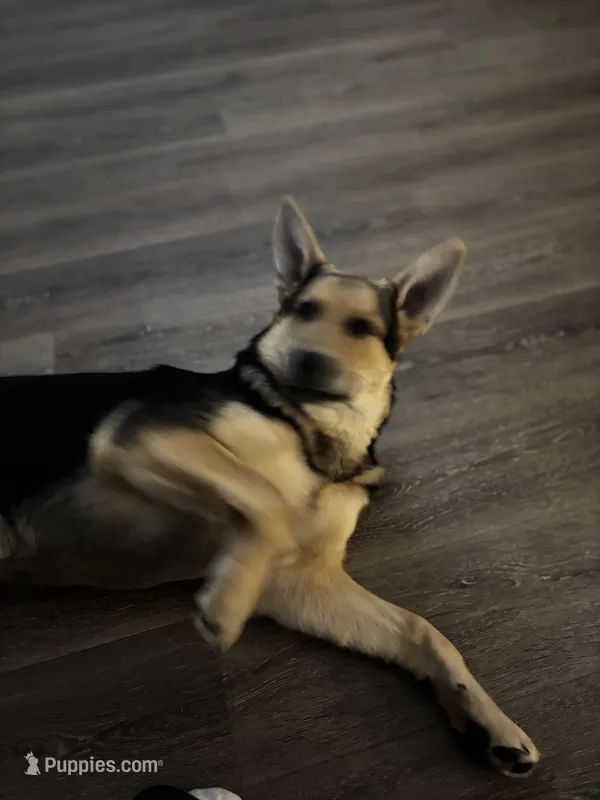 Lobo – German Shepherd Dog puppy for sale in Brighton, CO