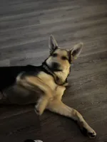 Lobo, a male German Shepherd Dog for sale in Brighton, CO – Photo 1 of 8