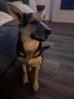 Lobo, a male German Shepherd Dog for sale in Brighton, CO – Photo 4 of 8