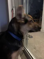 Lobo, a male German Shepherd Dog for sale in Brighton, CO – Photo 6 of 8