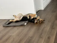 Lobo, a male German Shepherd Dog for sale in Brighton, CO – Photo 5 of 8