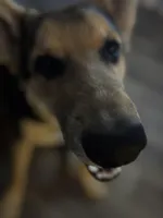 Lobo, a male German Shepherd Dog for sale in Brighton, CO – Photo 2 of 8