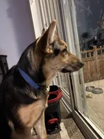 Lobo, a male German Shepherd Dog for sale in Brighton, CO – Photo 3 of 8