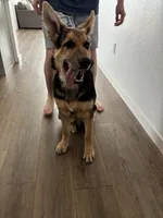 Lobo, a male German Shepherd Dog for sale in Brighton, CO – Photo 7 of 8