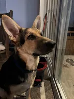 Lobo, a male German Shepherd Dog for sale in Brighton, CO – Photo 8 of 8