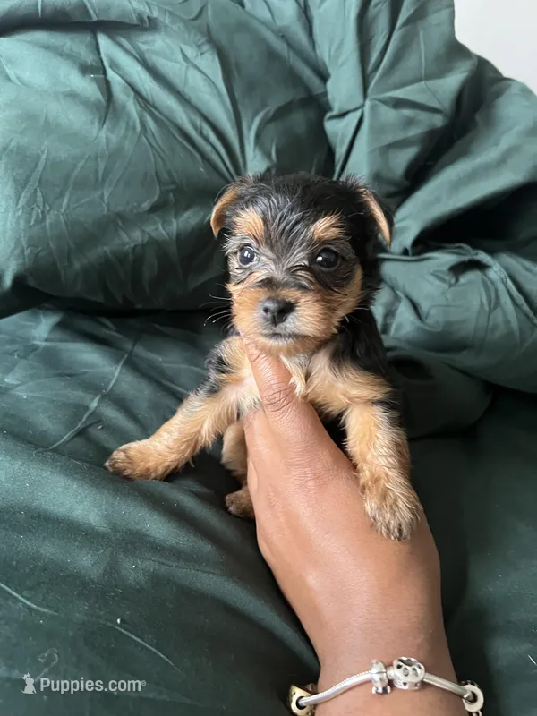 May – Yorkshire Terrier puppy for sale in Chicago, IL