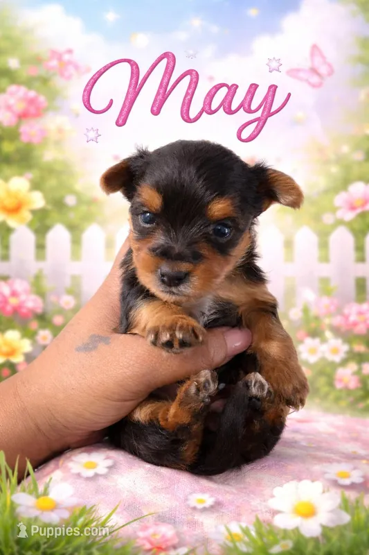 May – Yorkshire Terrier puppy for sale in Chicago, IL