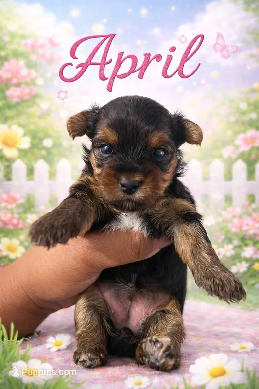 April – Yorkshire Terrier puppy for sale in Chicago, IL