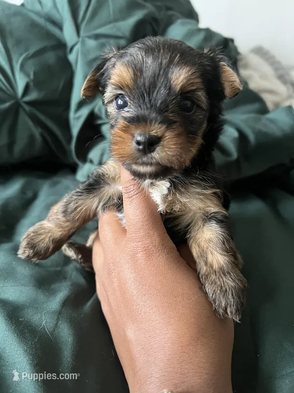 April – Yorkshire Terrier puppy for sale in Chicago, IL