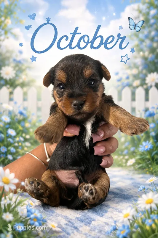 October – Yorkshire Terrier puppy for sale in Chicago, IL
