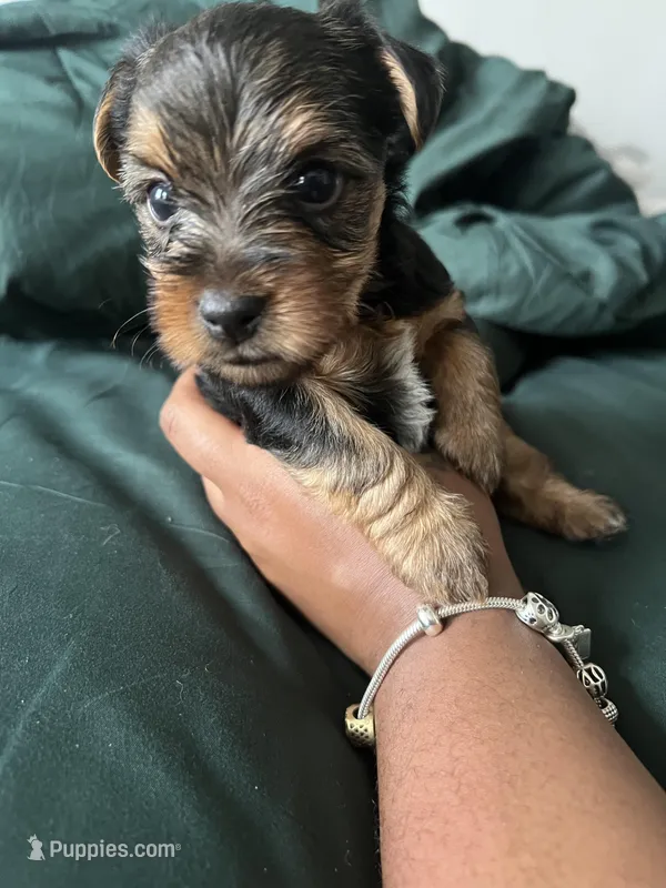 October – Yorkshire Terrier puppy for sale in Chicago, IL