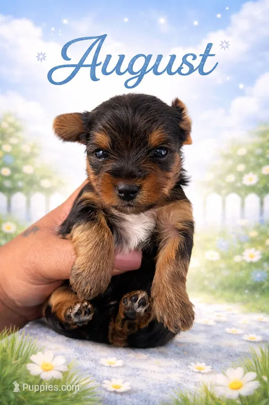 August – Yorkshire Terrier puppy for sale in Chicago, IL