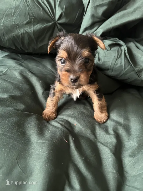August – Yorkshire Terrier puppy for sale in Chicago, IL