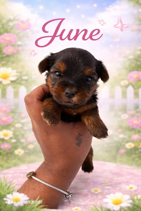 June – Yorkshire Terrier puppy for sale in Chicago, IL