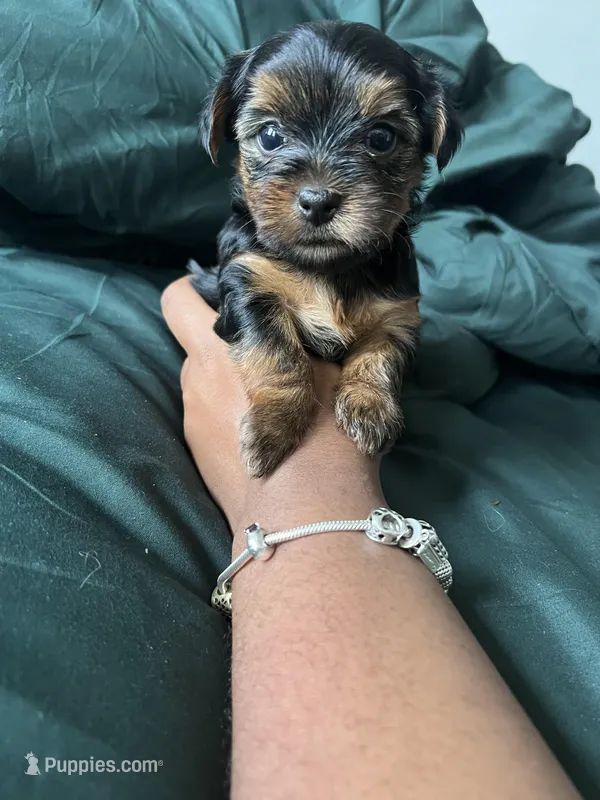 June – Yorkshire Terrier puppy for sale in Chicago, IL