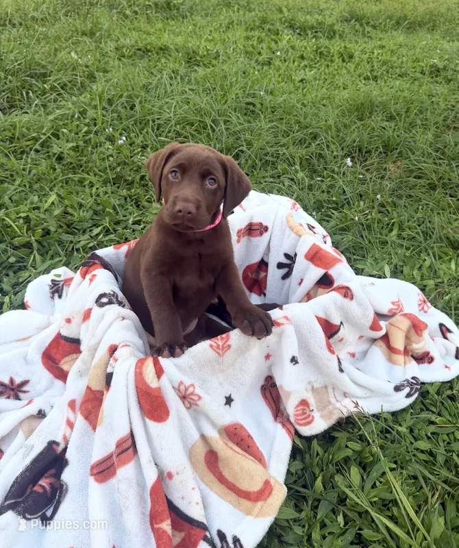AKC Pinkie – Labrador Retriever puppy for sale in Fort Myers, FL