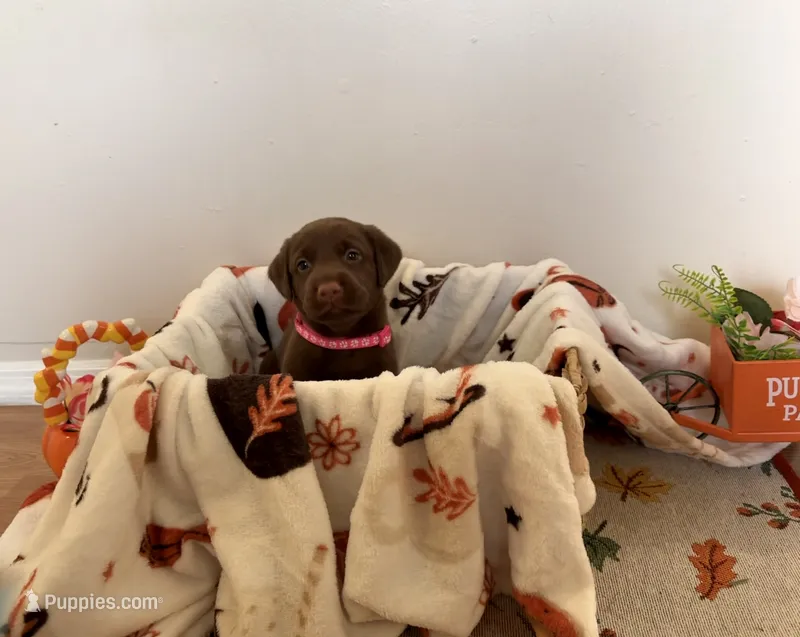 Miss Pinkie – Labrador Retriever puppy for sale in Fort Myers, FL