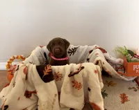 Miss Pinkie, a female Labrador Retriever for sale in Fort Myers, FL – 1 of 1