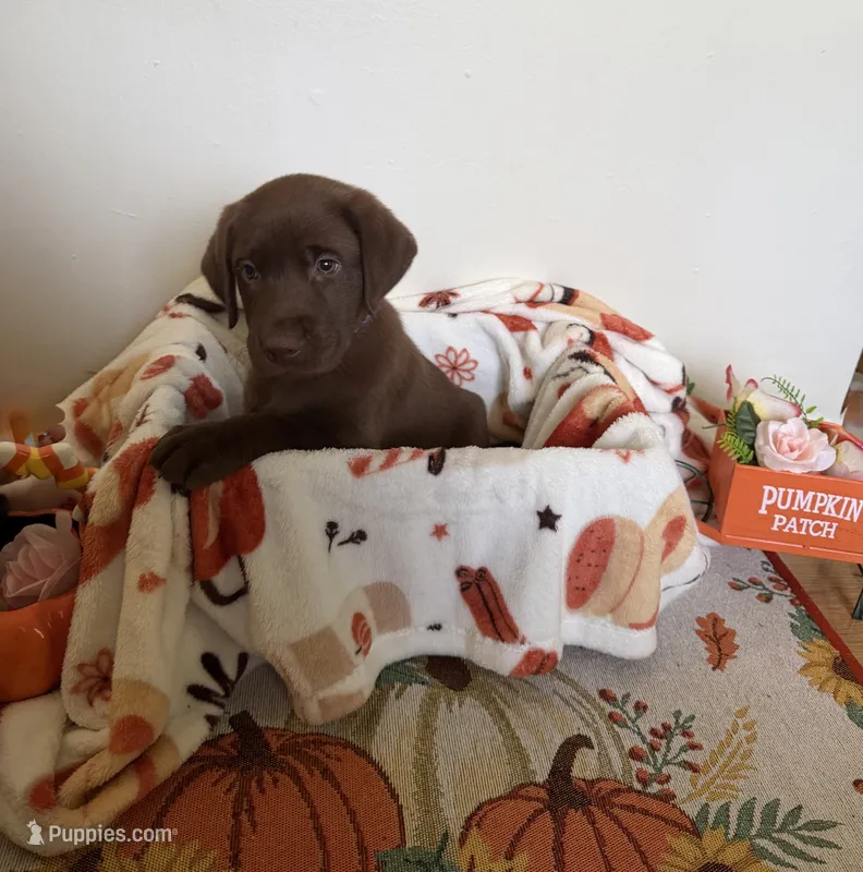 Miss Purple – Labrador Retriever puppy for sale in Fort Myers, FL