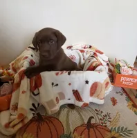 AKC Purple, a female Labrador Retriever for sale in Fort Myers, FL – 3 of 4