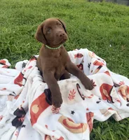 AKC Green, a male Labrador Retriever for sale in Fort Myers, FL – 2 of 2