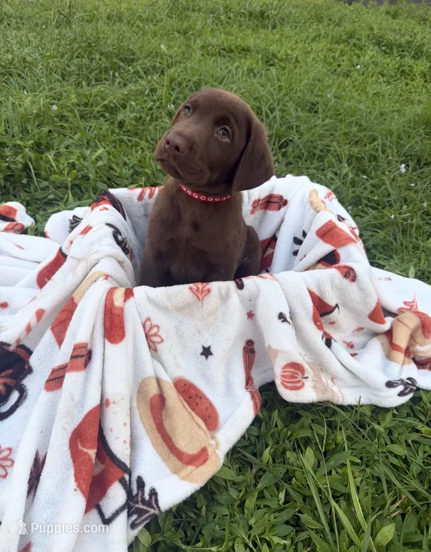 AKC Red – Labrador Retriever puppy on hold in Fort Myers, FL