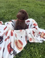 AKC Red, a male Labrador Retriever for sale in Fort Myers, FL – 1 of 2