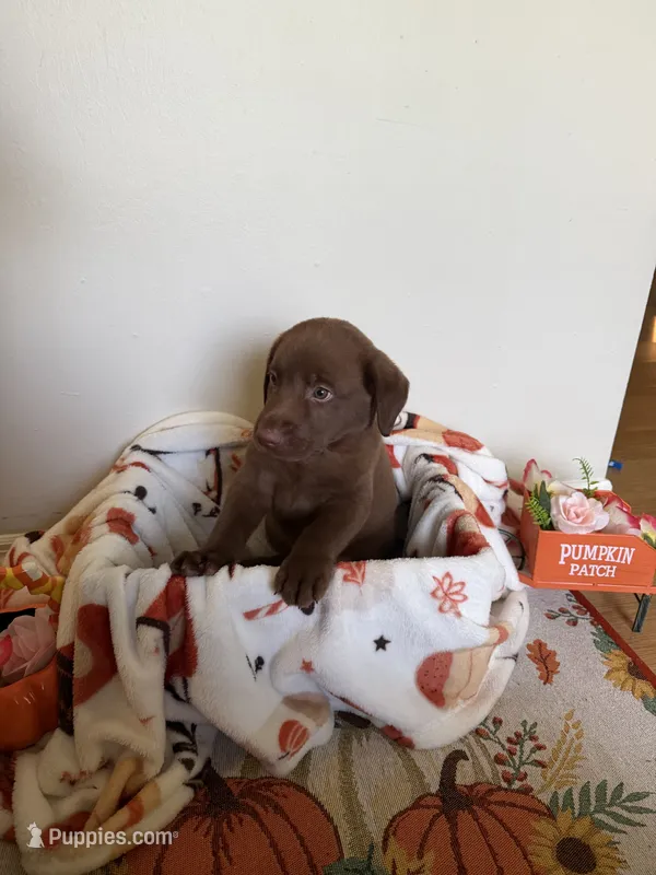 Mr. Green – Labrador Retriever puppy for sale in Fort Myers, FL