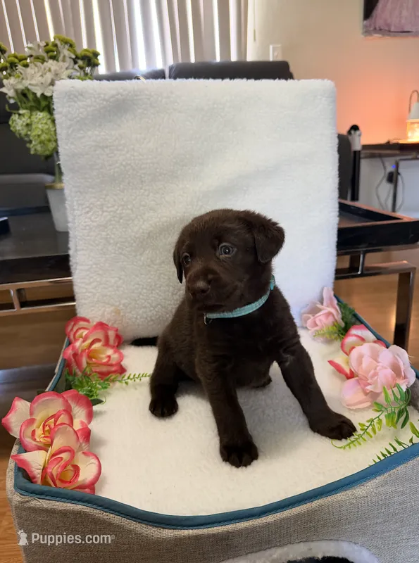 Miss Aqua – Labrador Retriever puppy for sale in Fort Myers, FL