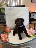 Miss Aqua, a female Labrador Retriever for sale in Fort Myers, FL – 1 of 1
