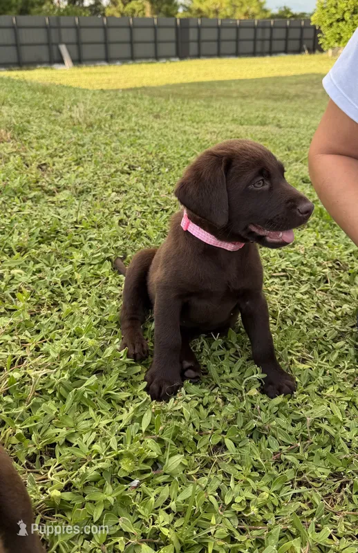 Miss Light Pink – Labrador Retriever puppy for sale in Fort Myers, FL