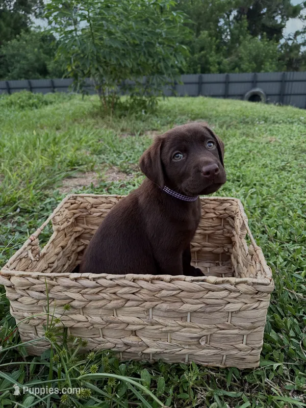 Miss Purple – Labrador Retriever puppy for sale in Fort Myers, FL