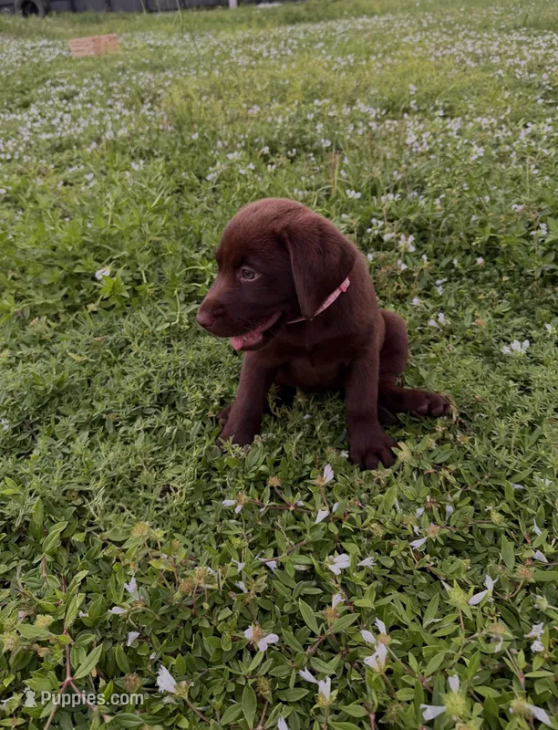 Miss Light Pink – Labrador Retriever puppy for sale in Fort Myers, FL