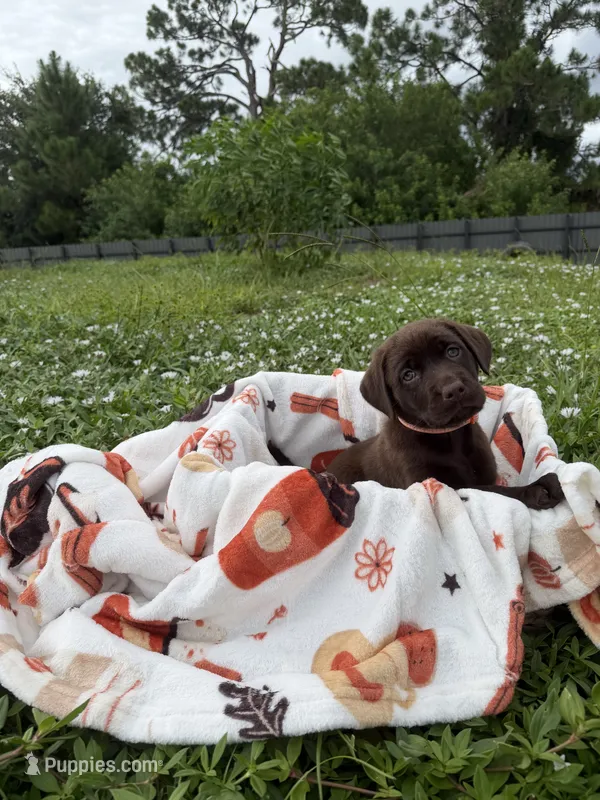 Miss Orange – Labrador Retriever puppy for sale in Fort Myers, FL