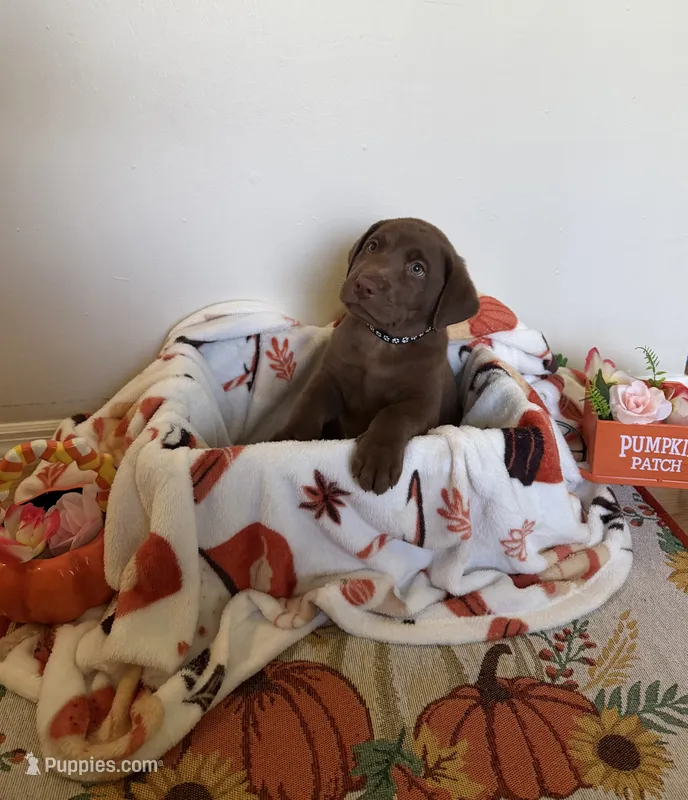 Mr. Black – Labrador Retriever puppy for sale in Fort Myers, FL