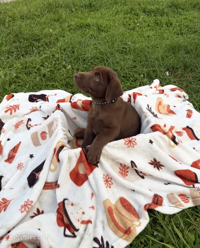 AKC Black – Labrador Retriever puppy on hold in Fort Myers, FL