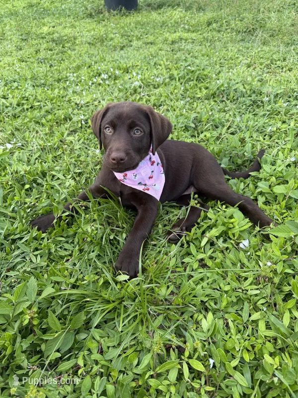 AKC Ms. Pink  – Labrador Retriever puppy for sale in Fort Myers, FL